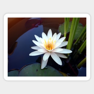 water lily Sticker